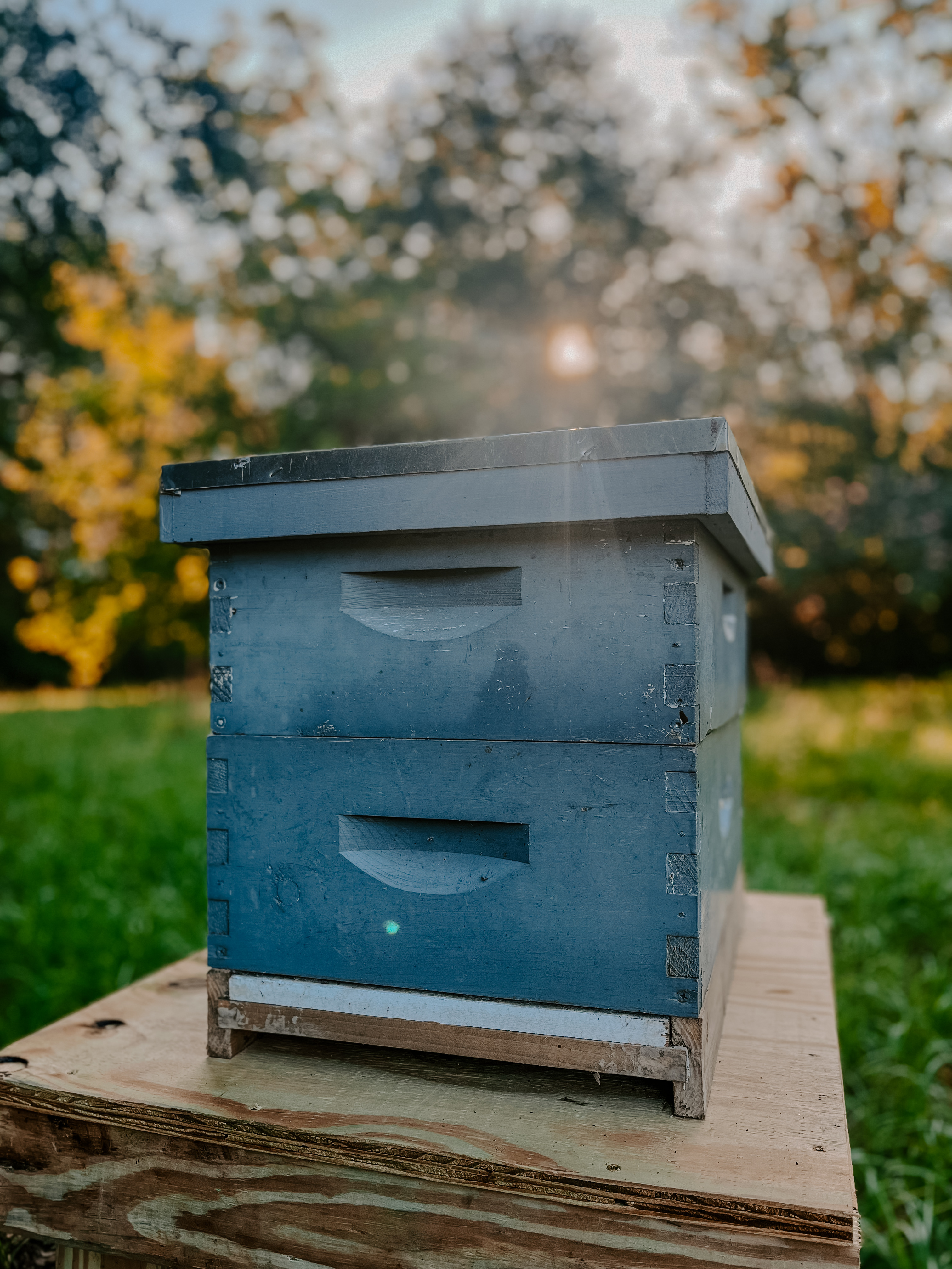 Bees Surviving the Winter